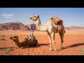 World of Camels A Short Documentary Wildlife Animals Documentary