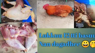 Lukkuu Bilitti 12 Tti Basuu Irraatti Mudanoo Na Mudatee Kootaa Ilalaa 