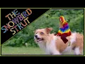 Download Lagu Jesse Gallagher ~ The Snowbird Strut (Official Video)