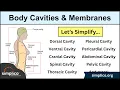 Body Cavities and Membranes Drawn and Defined Anatomy Physiology