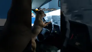 ماشفونيش وانا بعاني بس شافوني وانا واحد تاني                اكسبلور          ترند  حالات واتس  لايك دندنها