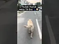 Download Lagu Walking Like a Supermodel 😍🐾 | Cute Dog Walks in Style #shorts #shortvideo #doglife