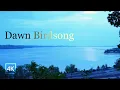 Morning Birdsong Over Lake Ontario Relaxing Nature Ambience in 4K