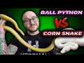 Ball Python vs Corn Snake The Best Pet Snake