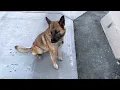 Rocky Trained German Shepherd Belgian Malinois mix