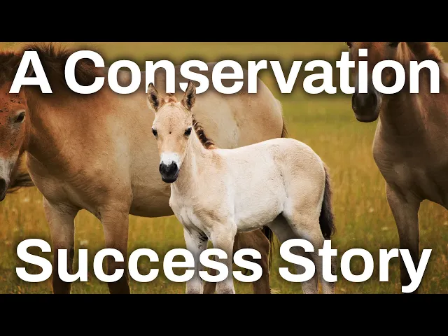 Video: Wild Horses Went Extinct...So Why Are There Still Wild Horses?