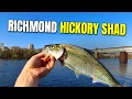 Big Hickory Shad in Richmond Virginia