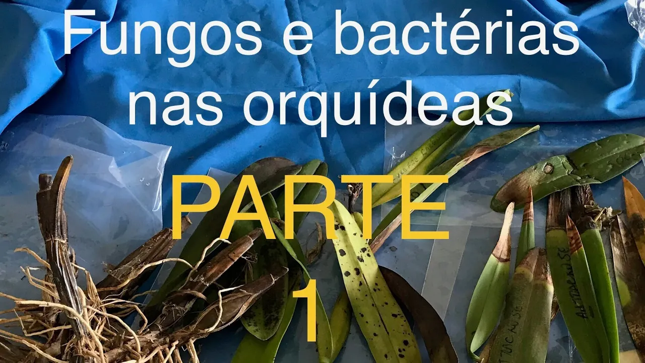 COMO EVITAR ATAQUE DE FUNGOS, BACTÉRIAS E VÍRUS QUE MATAM AS ORQUÍDEAS? (PARTE 1/4) ANTRACNOSE