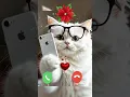 Download Lagu Best Cute Baby Cat Ringtone 🎶🎼#shorts #ringtone #cat