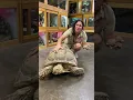 Download Lagu BIg vs Small Sulcata Tortoise! 😱