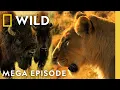 Lagu Animal Fight Night: Predator vs. Prey | MEGA Episode | Nat Geo Animals