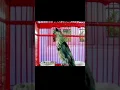 Download Lagu cucak keling gacor teler parah#cucakkelingteler #cucakkelingtrotol #cucakkelinggacor #shorts