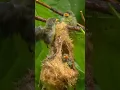 Anak burung kemade keluar dari sarang