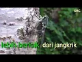 Lagu suara tonggeret hijau