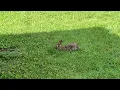 A Rabbit at Dad s House Clip PLEASE READ DESCRIPTION