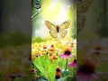 humming bird song trailer butterfly bee lebah kupu