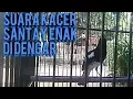 Lagu Suara Santai Kacer | Black White