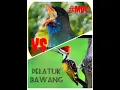 Download Lagu adu Vokal Tengkek Buto vs pelatuk bawang full video di Chanel MARGAKAYABIRDCLUB #MBC #shorts