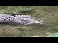 Alligator shakes head back and forth creates waves Why at Fenney springs in The Villages Florida