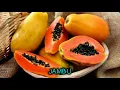 Download Lagu Pepaya mangga pisang jambu. Karoke lirik