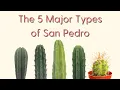 The 5 Major Types of San Pedro Cactus A Trichocereus Field Guide