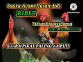 Download Lagu suara kokok asli ayam hutan  II suara ayam hutan asli RIBUT cocok untuk SUARA PIKAT dan MASTERAN