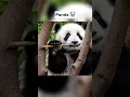 Animals With Down Syndrome