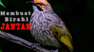 suara cucak rowo betina memanggil jantan