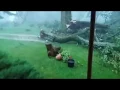 Trees Falling Compilation No Music