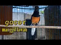 Download Lagu PANCINGAN MURAI GACOR MANGGIL LAWAN