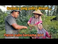 Download Lagu SUASANA YANG PALING DINANTI || PANEN HASIL KEBUN BERSAMA ISTRI 