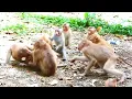 Download Lagu YTM4 Most Terrifying! Bad Rojo is making a mess with all the little monkeys around until they can't