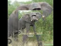 Download Lagu sari roti roti mambu sapi telolet anak e Siti hanya konten #shorts #trending #viral #sariroti #memes