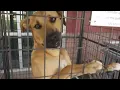 Running out of space Animal Care Services at maximum capacity