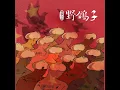 野鸽子