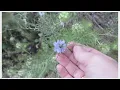 How to Save Nigella Seeds (Love In the Mist)