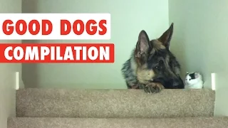 good dogs video compilation 2016