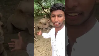 هناك جمال ورائي There Are Camels Behind Me 