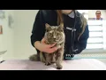 Dr Adele Scannell - FIV testing using saliva