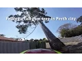 Felling a tall gum tree in Perth city