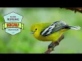 Download Lagu MASTERAN BURUNG SIRTU CIPUW SIRDUNG YANG BANYAK DIINCAR KICAU MANIA