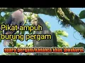 Download Lagu Suara pergam jawa dan lombok paling ampuh untuk pikat
