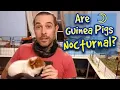 Are Guinea Pigs Nocturnal
