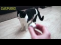 CAT thinks he is a DOG