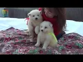 Download Lagu EVA / ERNI puppies, Birthdays on December 4, 2018