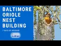Baltimore Oriole Nest-Building A Week in the Life of a Weaver