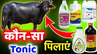 👉गाय भैंस की भूख बढ़ाने के लिए कौन सा Liver Tonic पिलाएं | Best liver tonic for cow | Dairy Farming💰