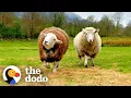 Download Lagu These Rescued Sheep Are Basically Giant Puppies | The Dodo