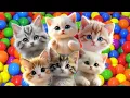 Download Lagu SUARA KUCING MEONG MEONG ⁉️ LAGU ANAK INDONESIA | KUCING LIAR LUCU | KUCING GEMOY.