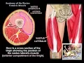 Anatomy Of The Vastus Lateralis Muscle - Everything You Need To Know